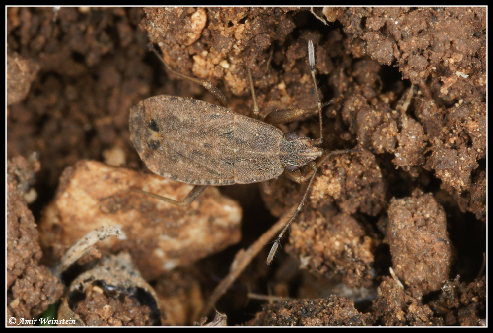 Heteroptera Lygaeidae e Reduviidae d''Israele