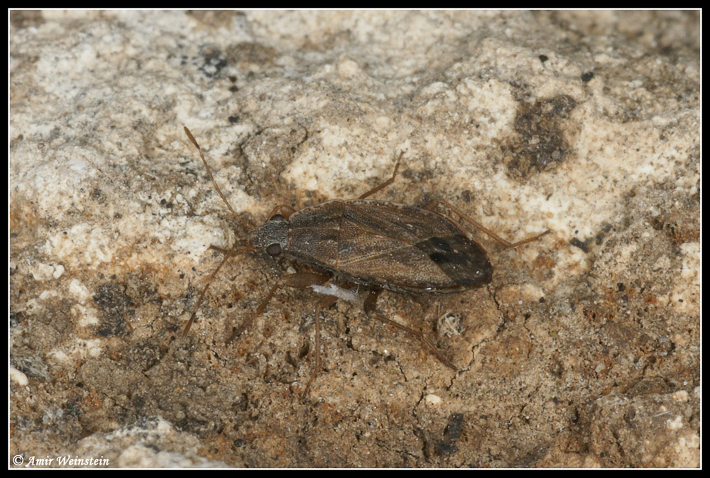 Heteroptera Lygaeidae e Reduviidae d''Israele