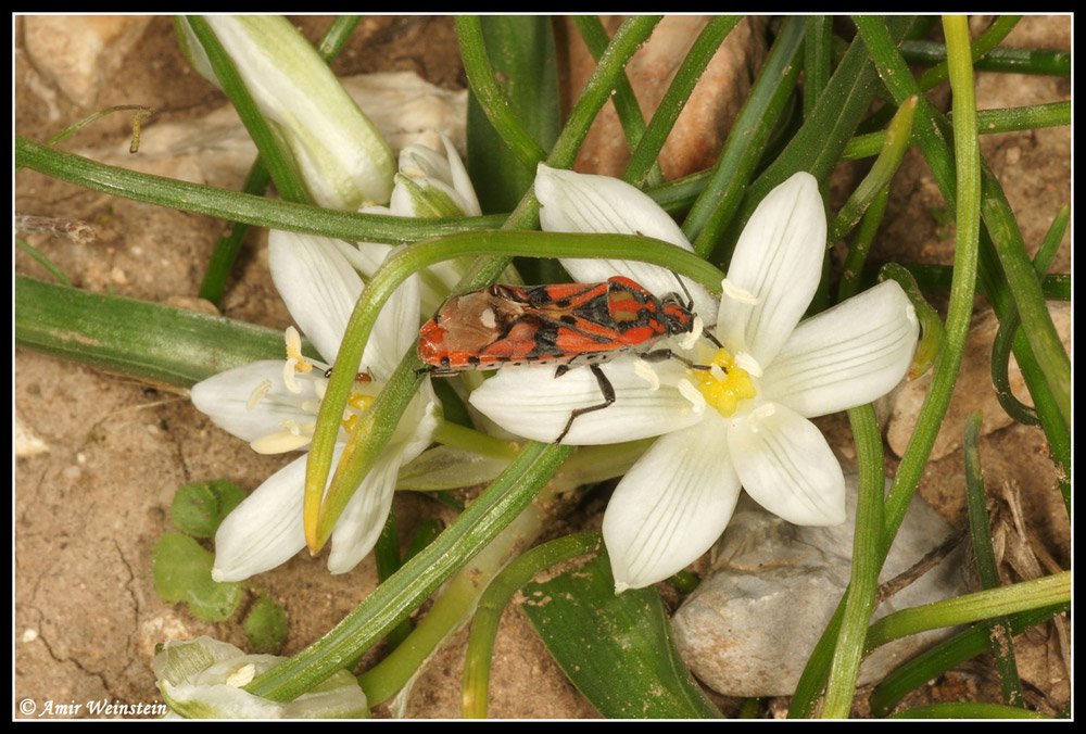 Heteroptera Lygaeidae e Reduviidae d''Israele