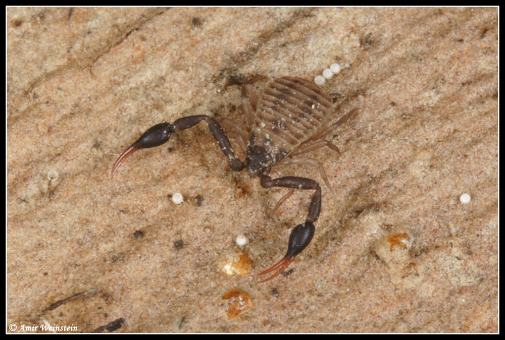 Arthropods d''Israele