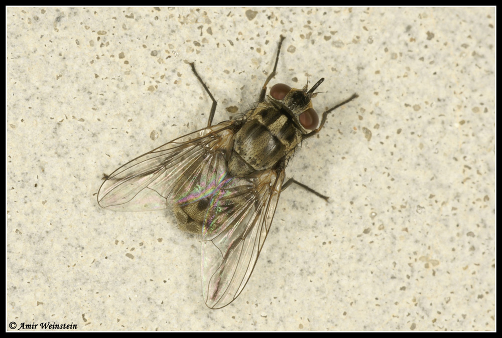 Stomoxys calcitrans