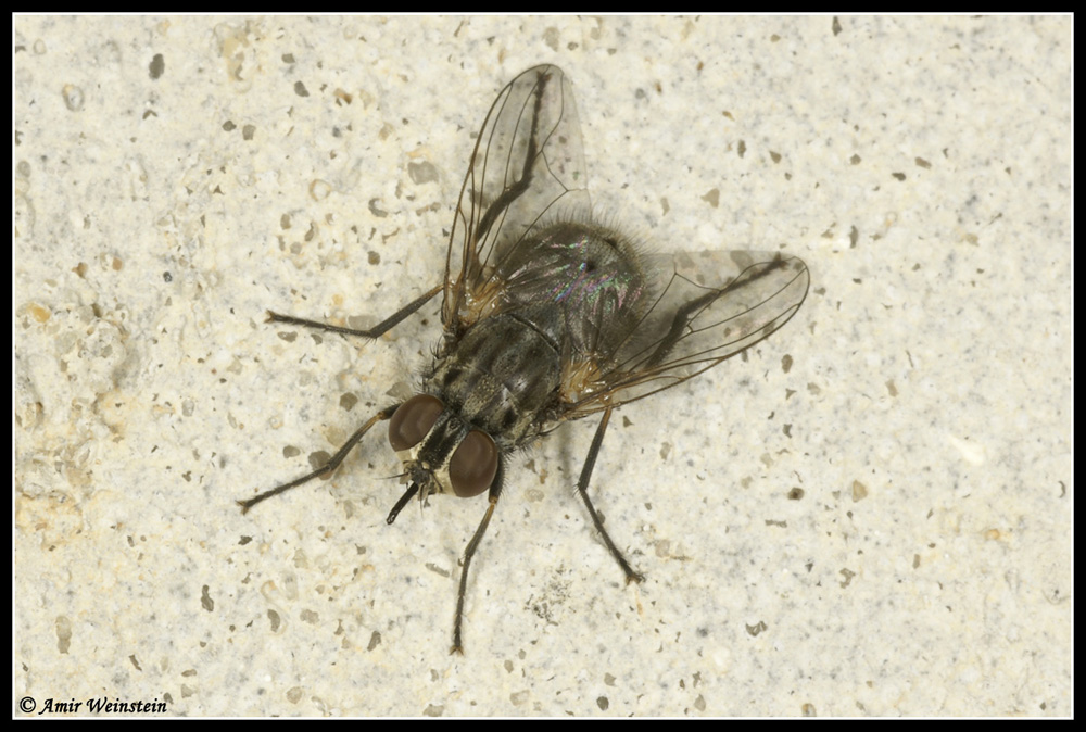 Stomoxys calcitrans