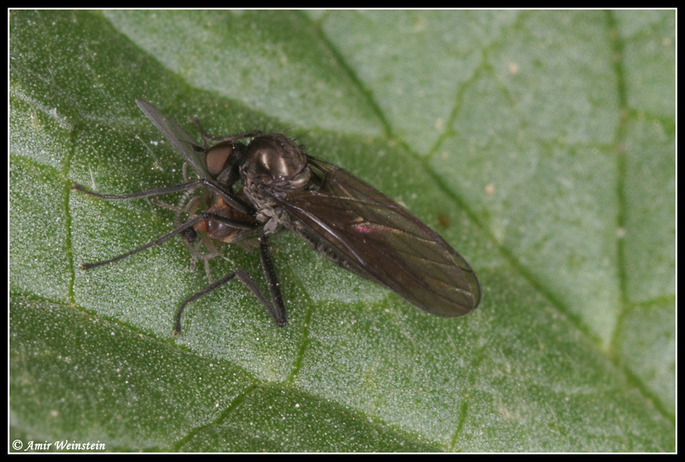 Diptera d''Israele