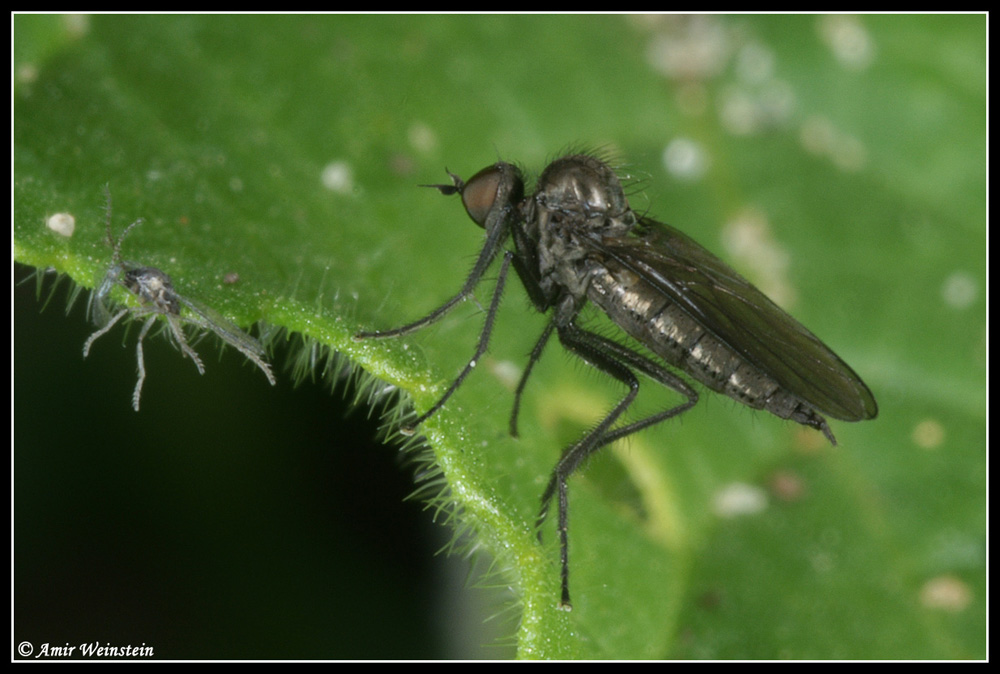 Diptera d''Israele