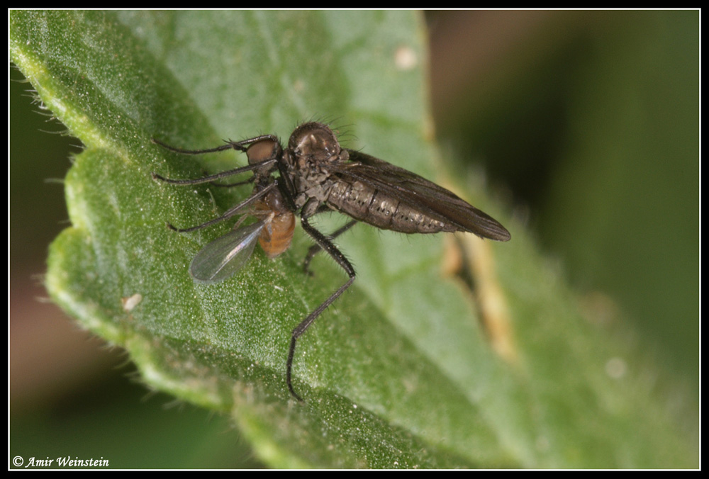 Diptera d''Israele