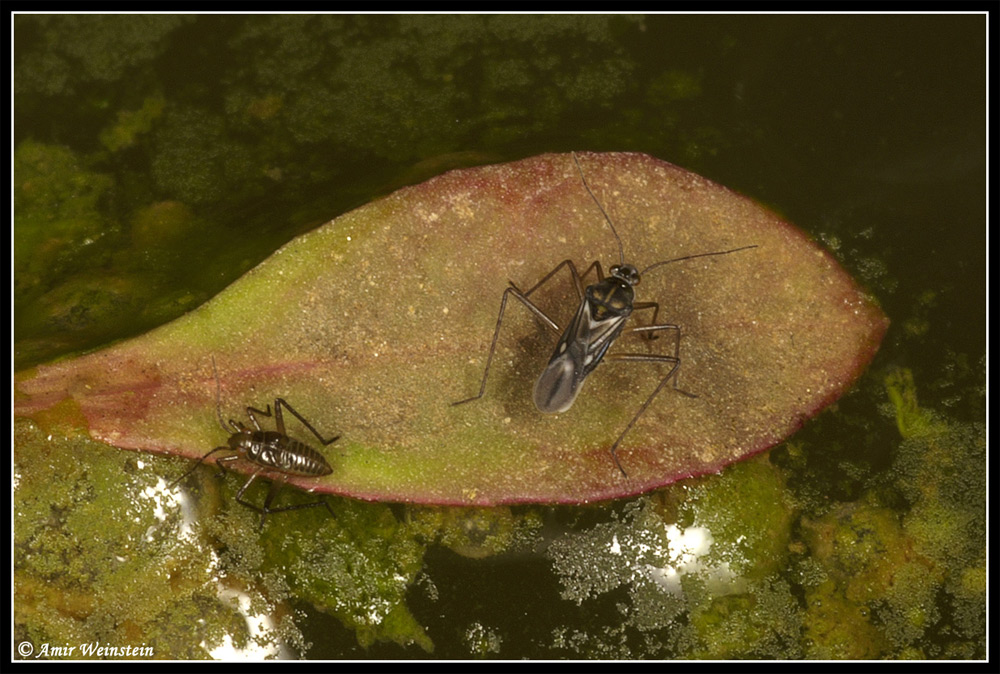 Heteroptera d''Israele: un Mesoveliidae e due Pentatomoidea