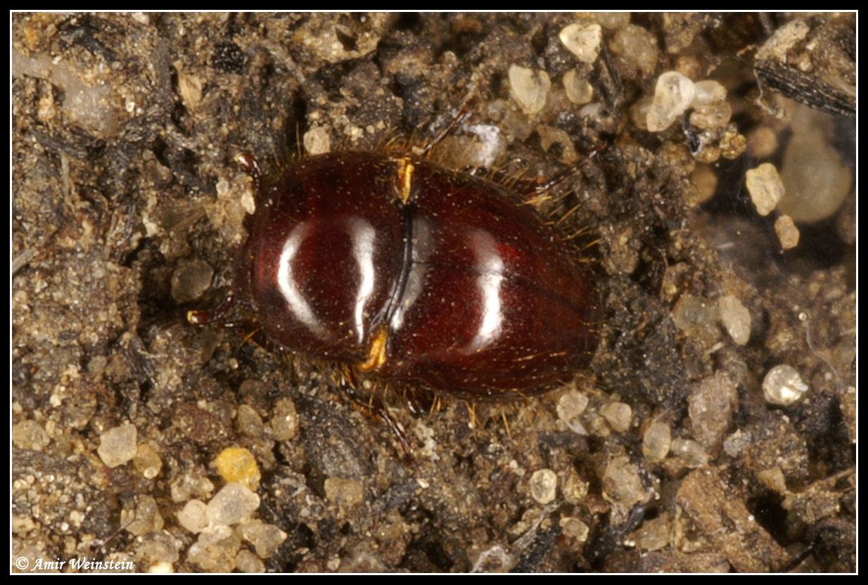 Coleoptera d''Israele