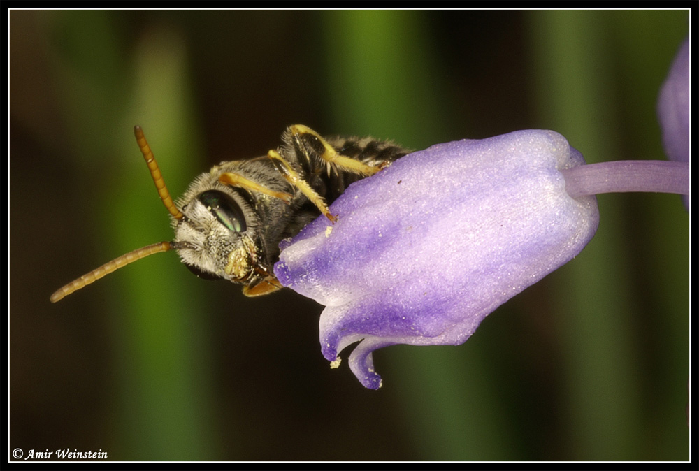 Hymenoptera  d''Israele