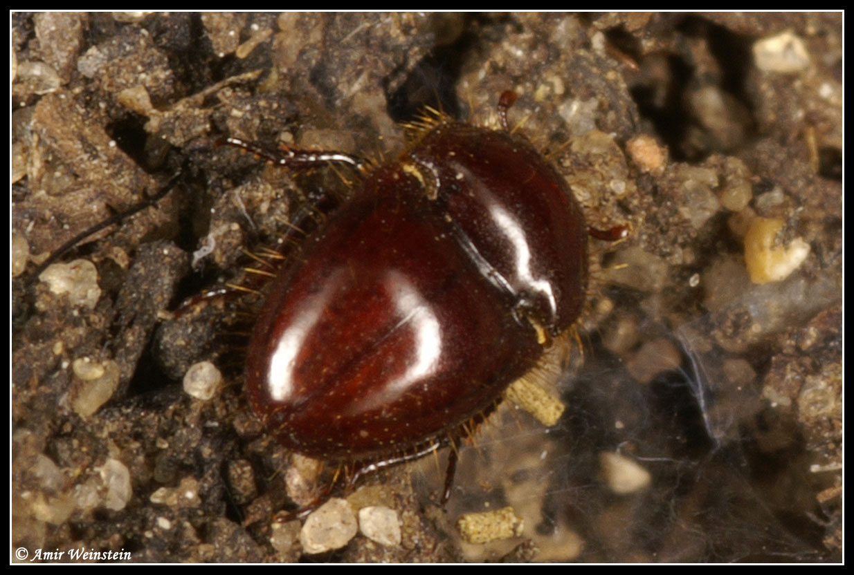 Coleoptera d''Israele