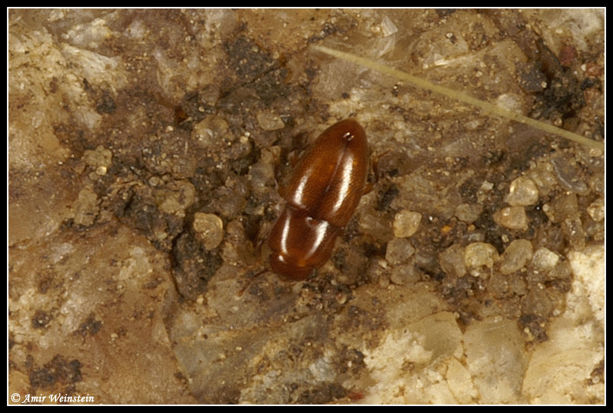 Coleoptera d''Israele