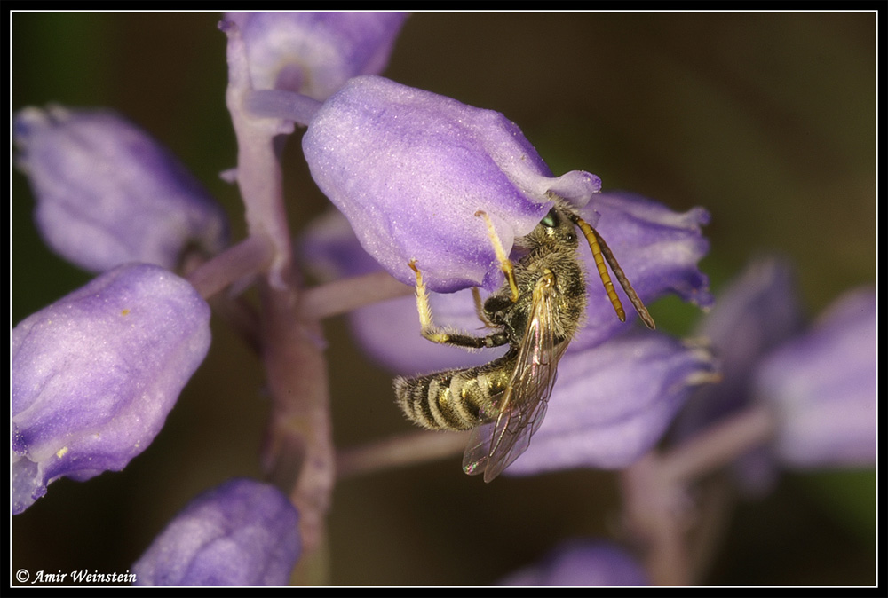 Hymenoptera  d''Israele