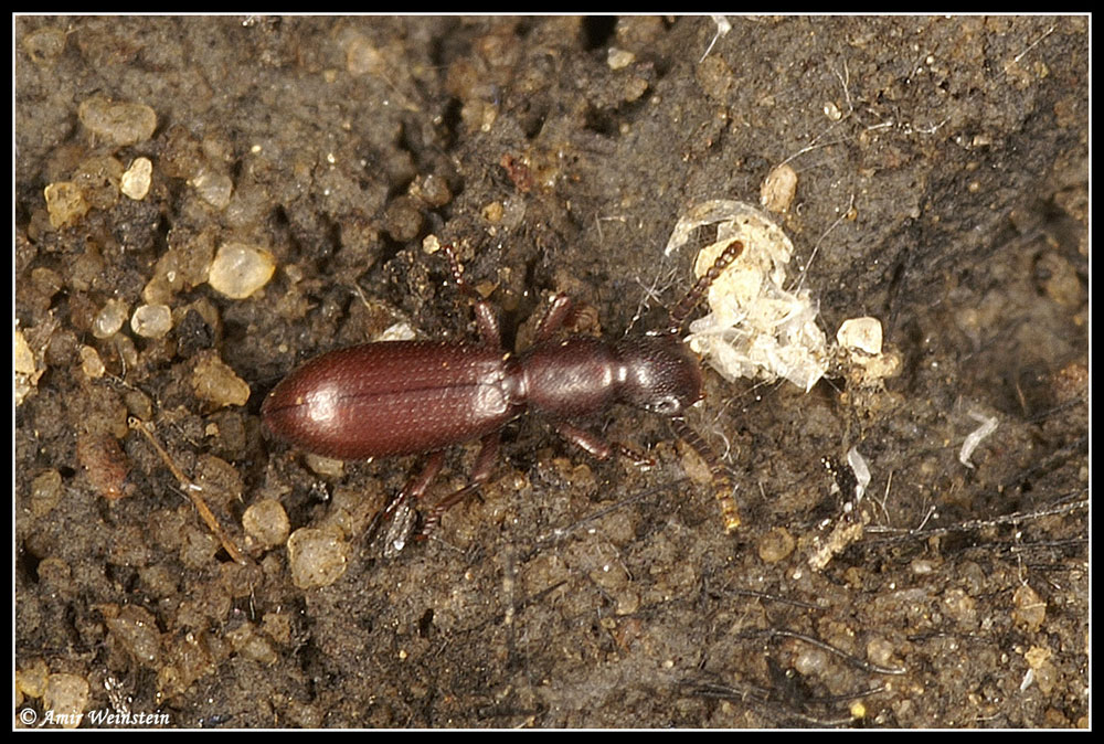 Coleoptera d''Israele