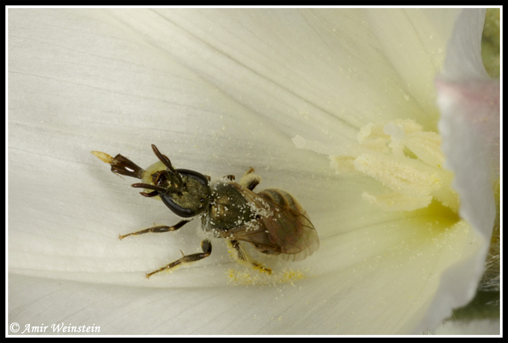 Hymenoptera  d''Israele