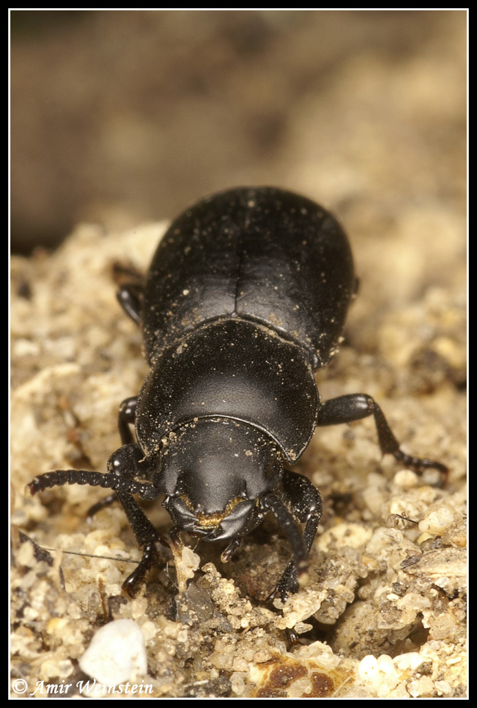 Coleoptera d''Israele