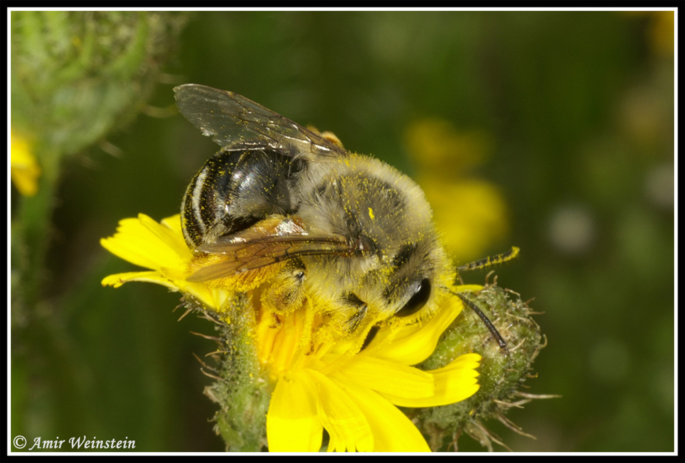 Hymenoptera  d''Israele