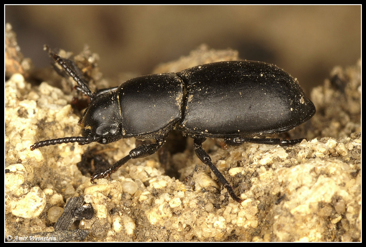 Coleoptera d''Israele