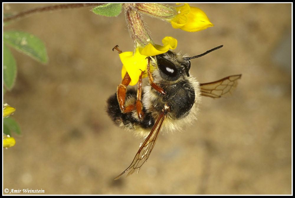 Hymenoptera  d''Israele