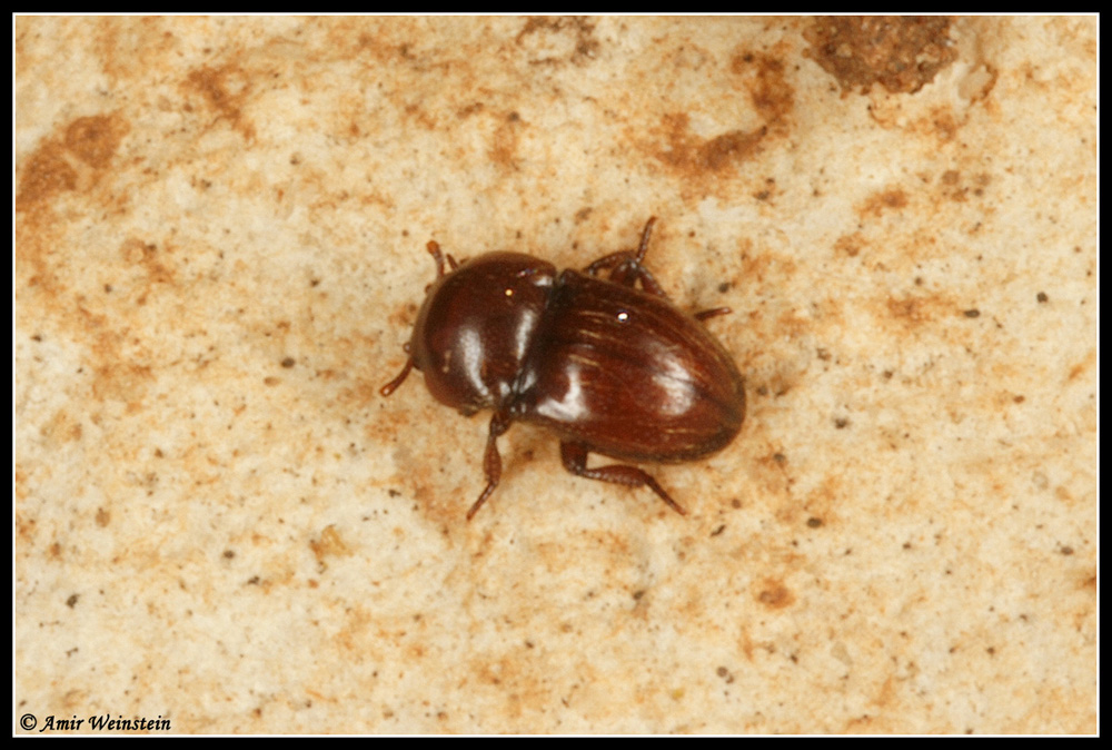 Coleoptera d''Israele