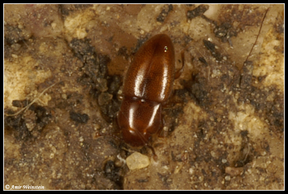 Coleoptera d''Israele