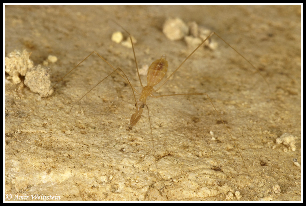 Heteroptera d''Israele: Reduviidae 2.