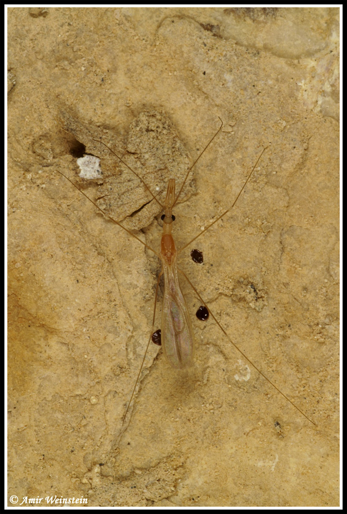 Heteroptera d''Israele: Reduviidae 2.