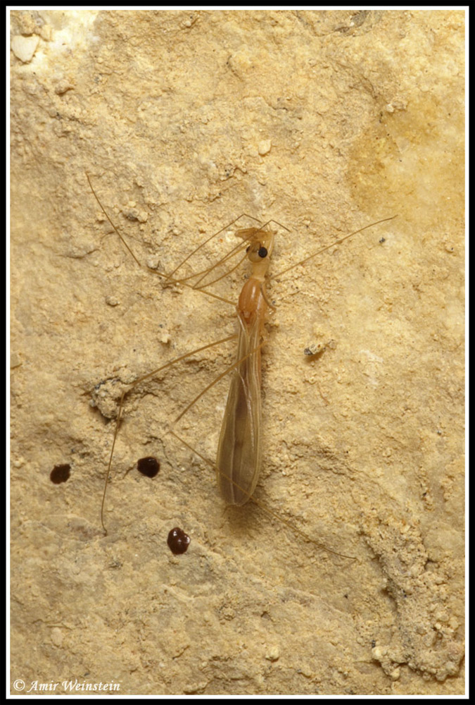 Heteroptera d''Israele: Reduviidae 2.