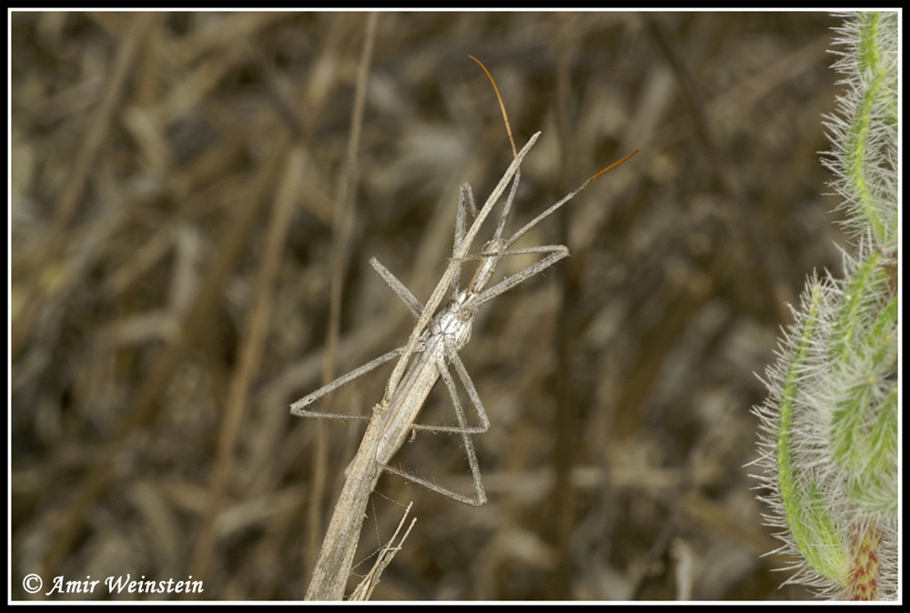 Heteroptera d''Israele: Reduviidae 2.