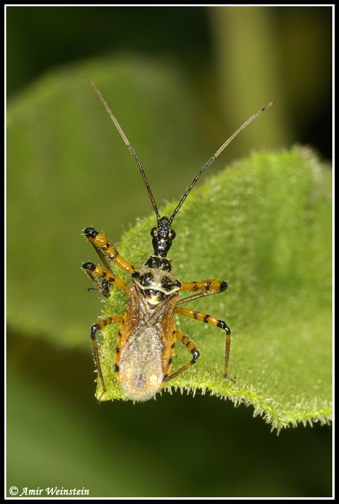 Heteroptera d''Israele: Reduviidae 2.