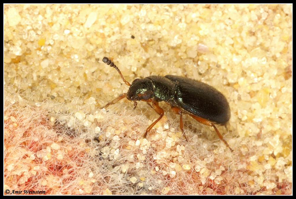 Coleoptera d''Israele