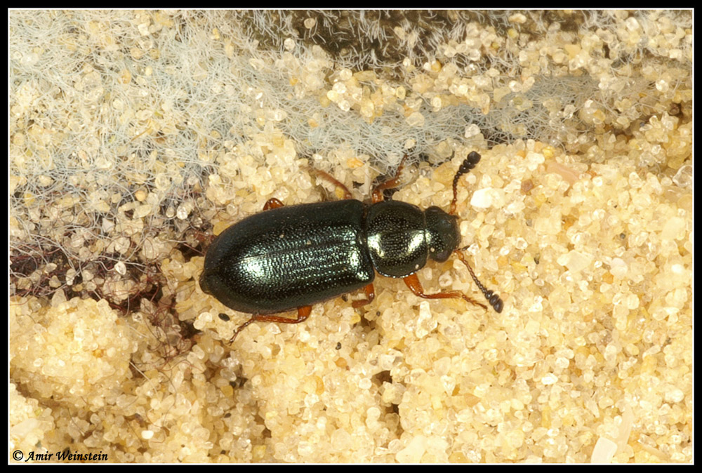 Coleoptera d''Israele