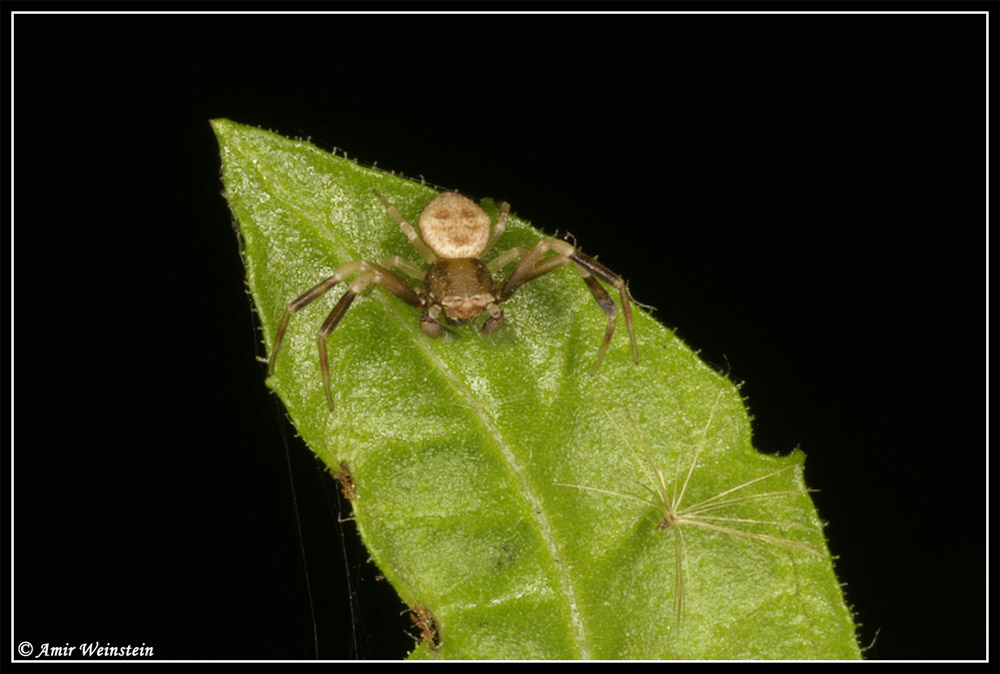 Ozyptila or Xysticus?
