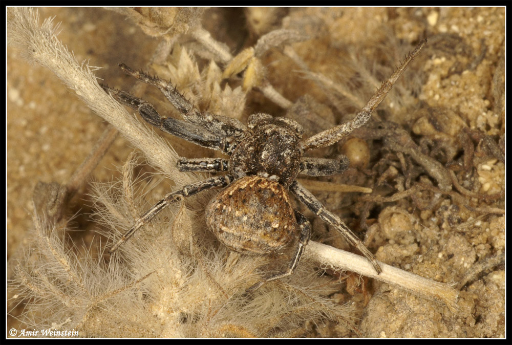 Ozyptila or Xysticus?