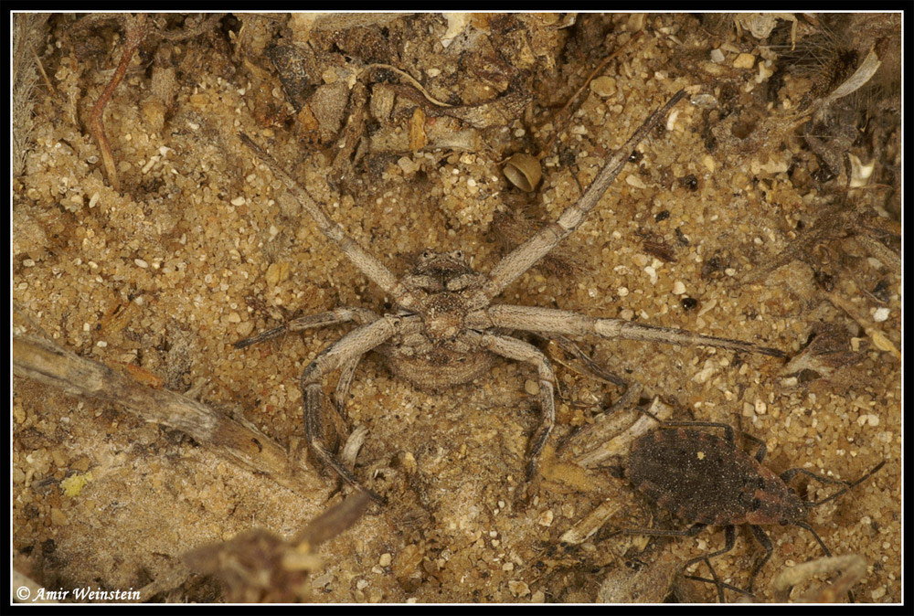Ozyptila or Xysticus?