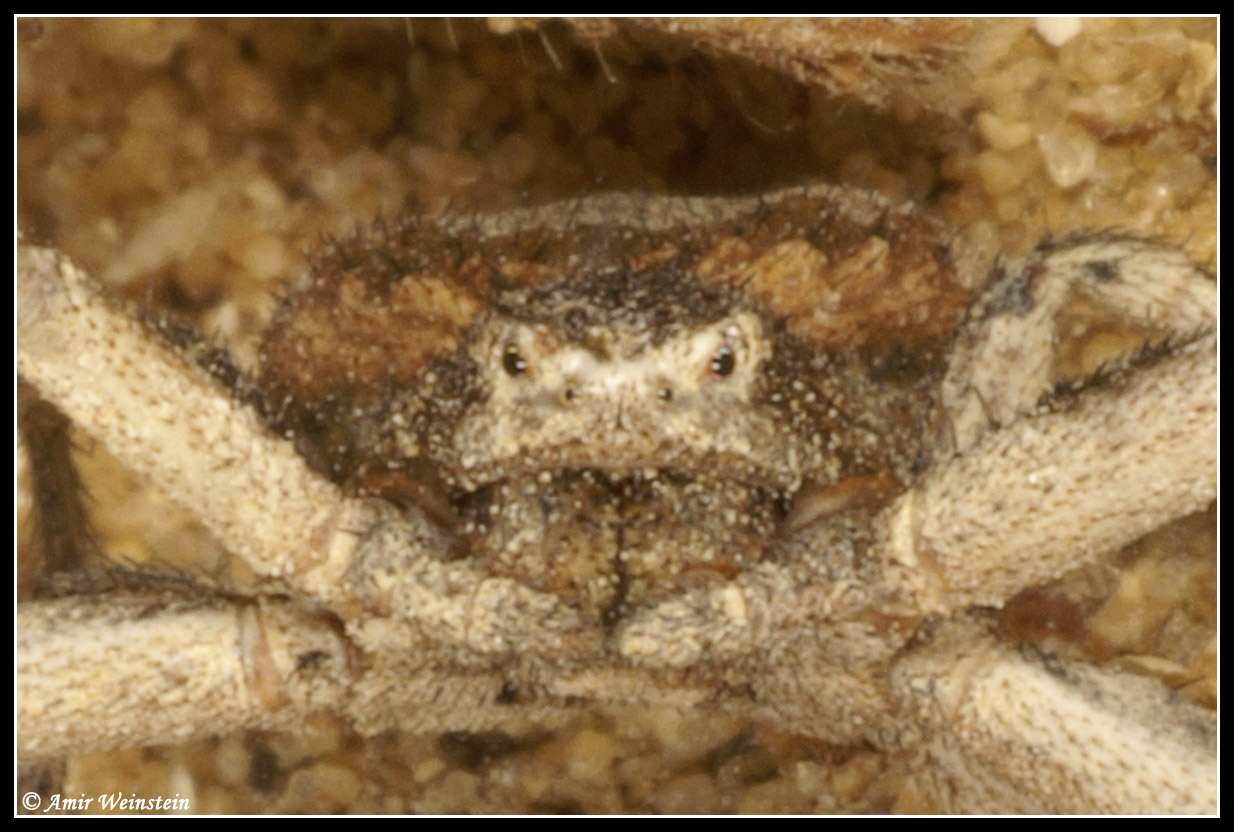 Ozyptila or Xysticus?