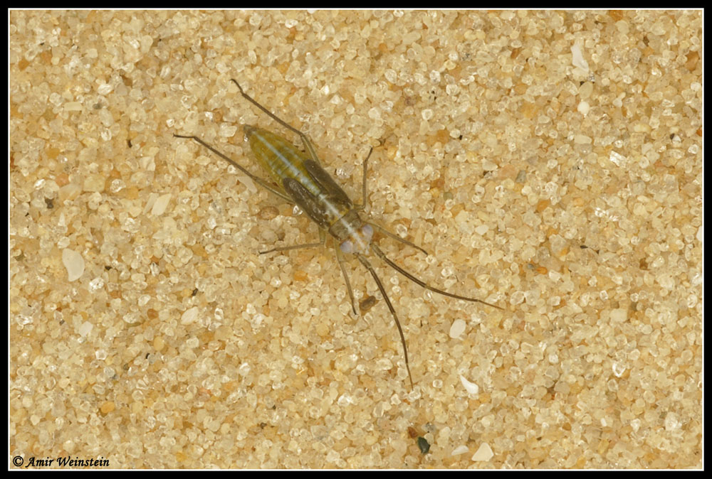 Heteroptera d''Israele