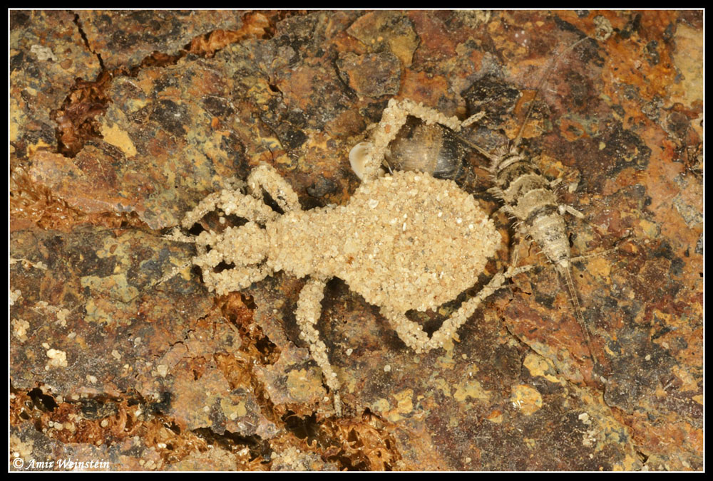 Heteroptera d''Israele