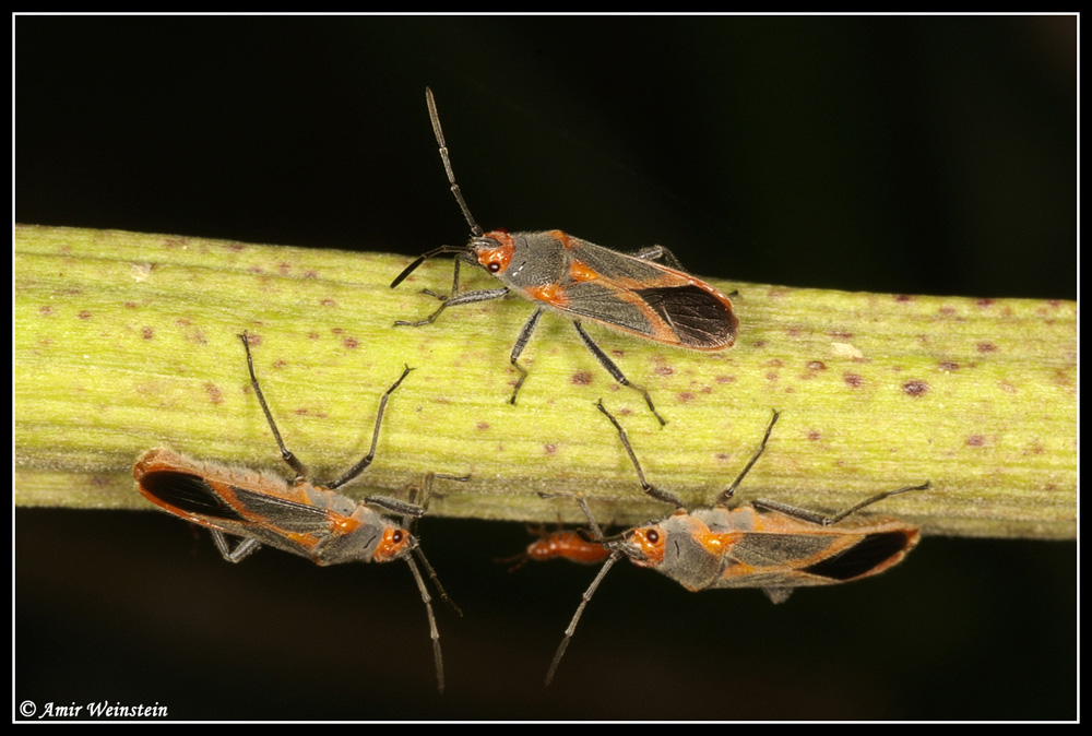 Caenocoris nerii - Cannibalism story?