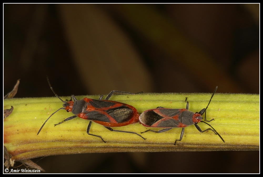 Caenocoris nerii - Cannibalism story?