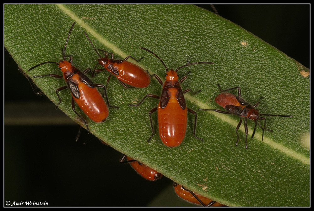 Caenocoris nerii - Cannibalism story?