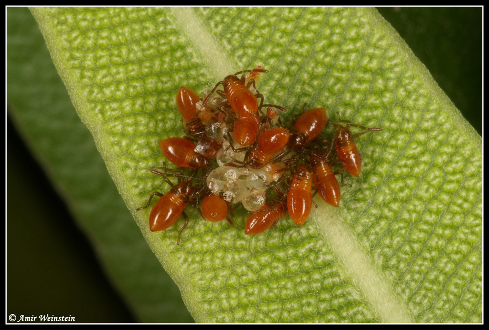 Caenocoris nerii - Cannibalism story?