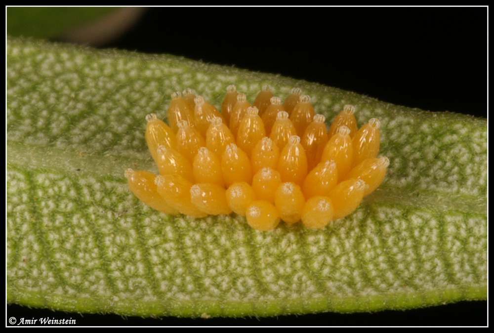 Caenocoris nerii - Cannibalism story?