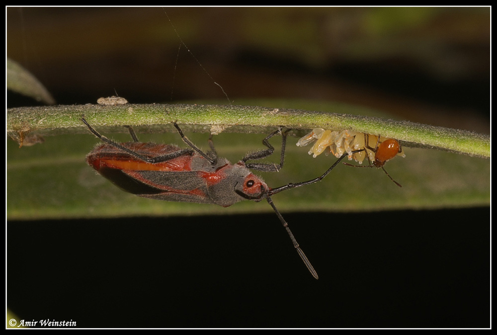 Caenocoris nerii - Cannibalism story?