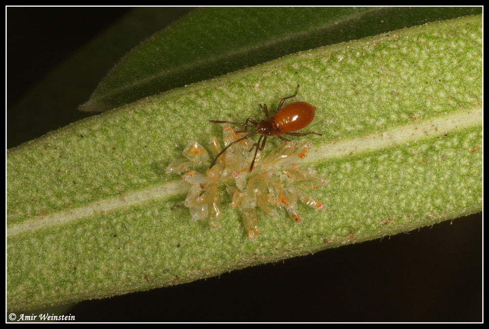 Caenocoris nerii - Cannibalism story?