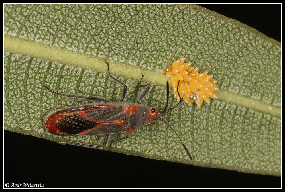 Caenocoris nerii - Cannibalism story?