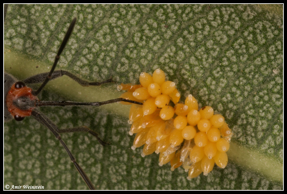 Caenocoris nerii - Cannibalism story?