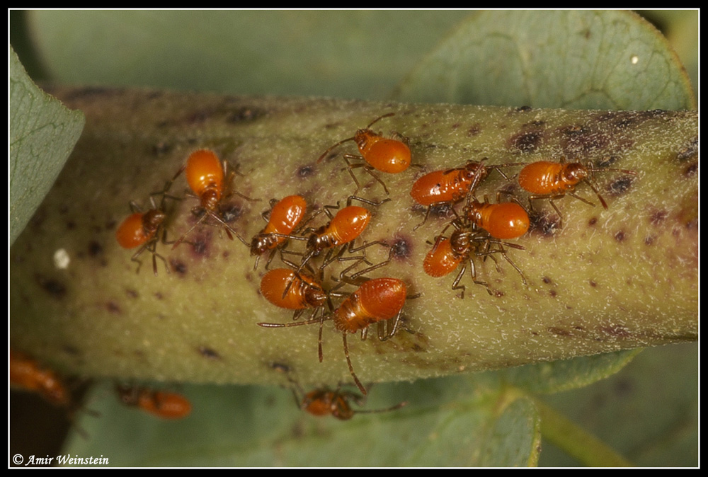 Caenocoris nerii - Cannibalism story?