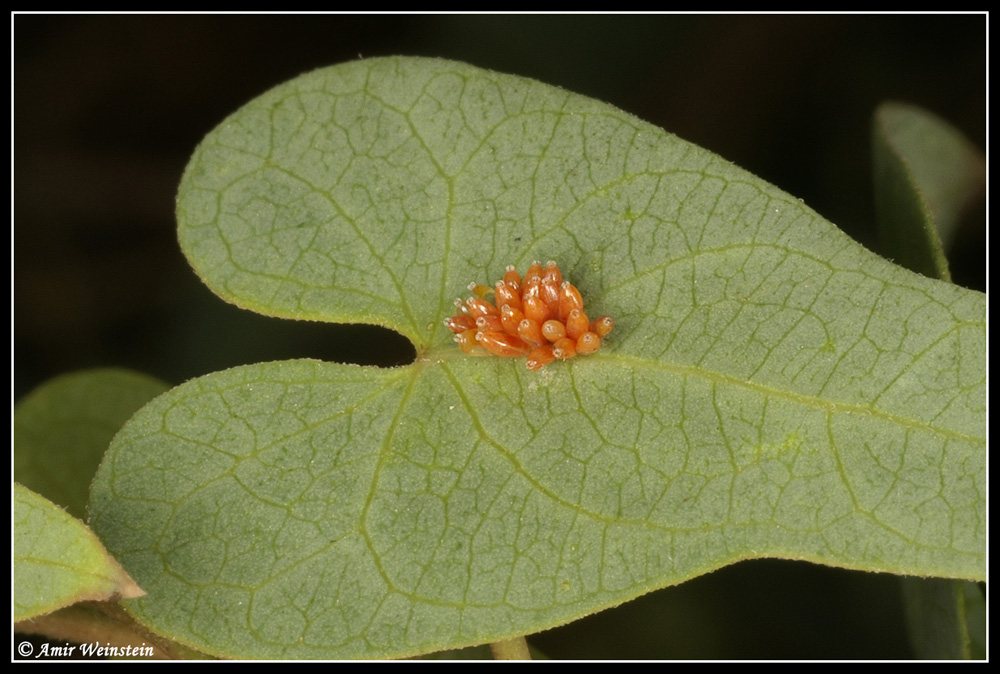 Caenocoris nerii - Cannibalism story?