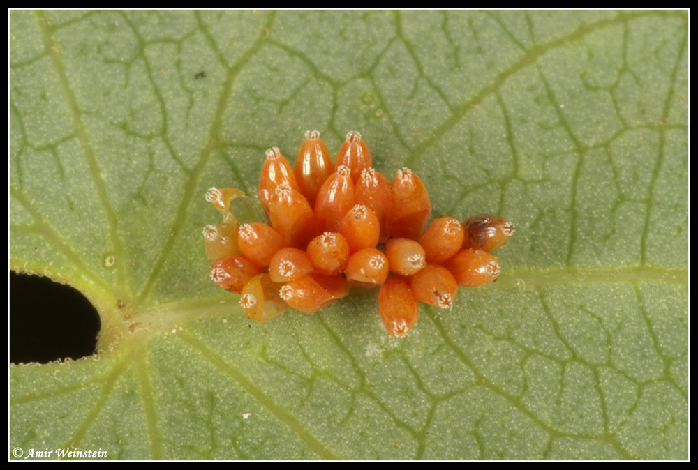 Caenocoris nerii - Cannibalism story?