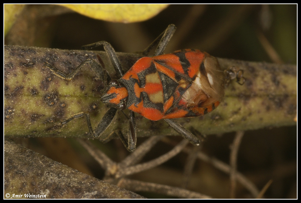 Caenocoris nerii - Cannibalism story?