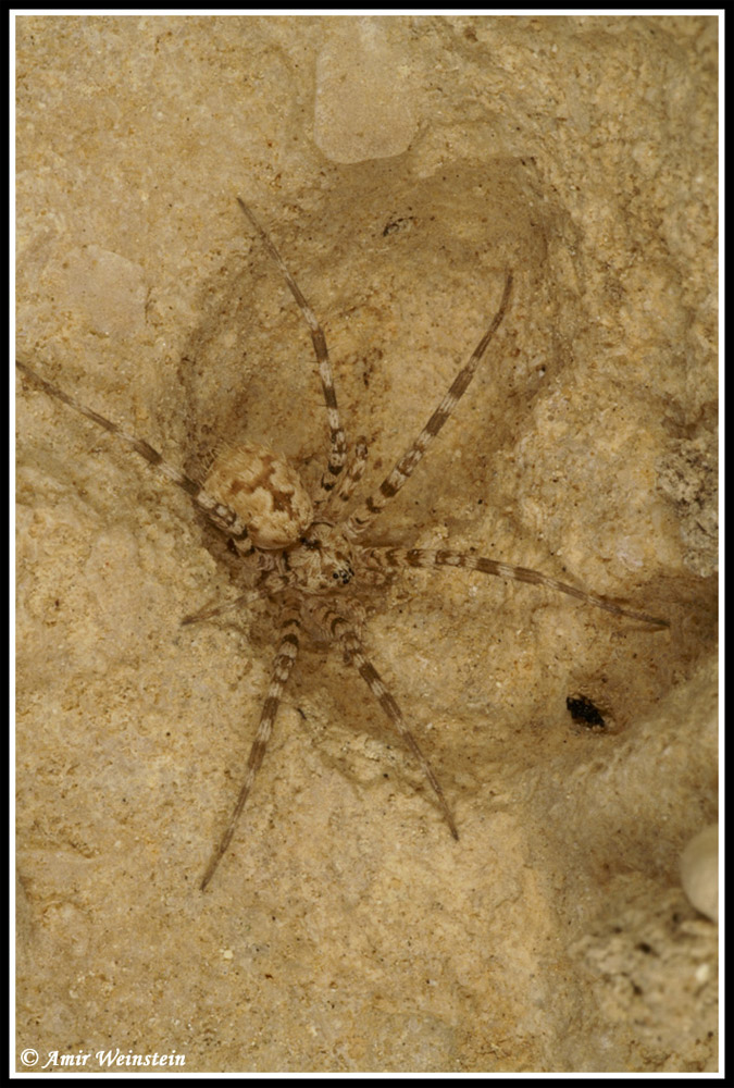 Hersiliola sp.